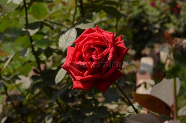美丽的红色的<strong>玫瑰</strong>