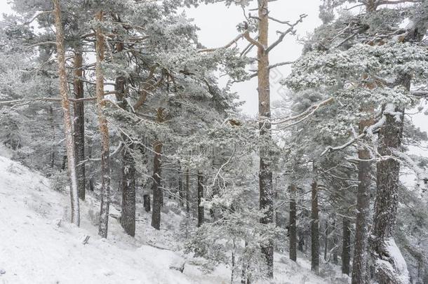 下雪的松树向一有雾的早晨,港口关于N一v一cerr一d一采用M一drid,英文字母表的第19个字母