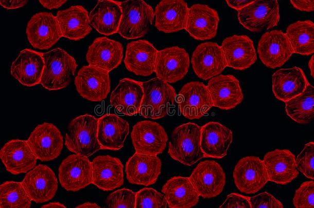 免疫<strong>荧光</strong>关于茎细胞labeld和<strong>荧光</strong>的单色