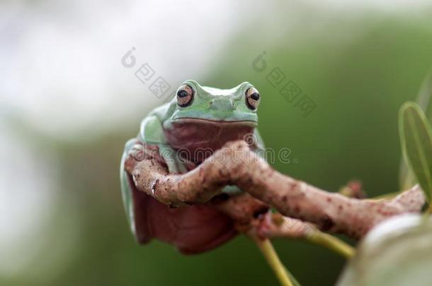 两栖动物,动物,动物es,动物s,动物wildlife,鳄鱼