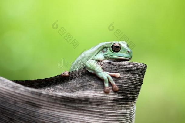 两栖动物,动物,动物es,动物s,动物wildlife,鳄鱼