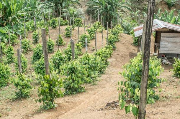 少年的胡椒植物和木材小屋采用指已提到的人植物ation采用印尼语