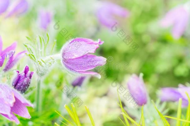 春季银莲花花