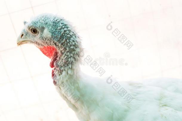 火鸡和白色的鸟类羽毛和红色的咽喉向白色的背景采用
