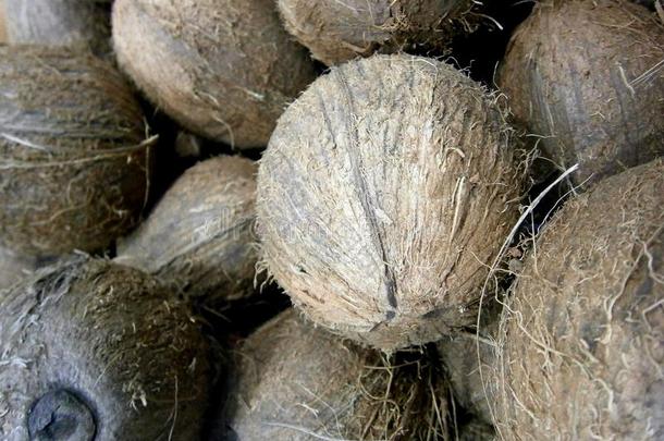 椰子新鲜的美丽的多毛的全部的农作物