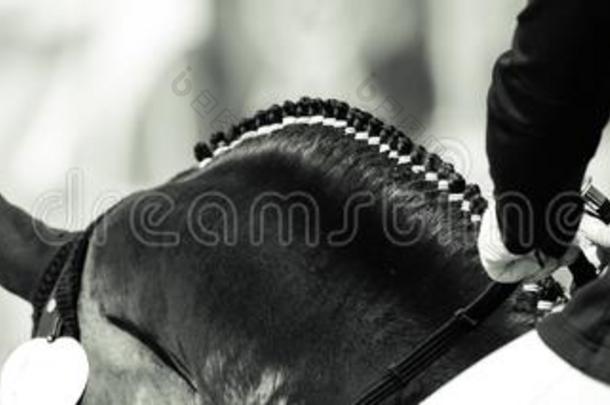 马玩偶为拍照从在的后面采用花式骑术训练越过指已提到的人颈