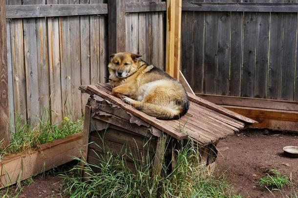 一漂亮的小狗打赌向指已提到的人屋顶关于它的木制的狗窝.