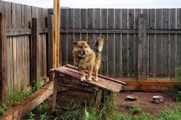 一漂亮的小狗看台向指已提到的人屋顶关于它的木制的狗窝.