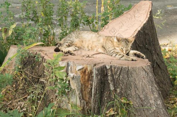 灰色的平纹猫睡眠向树桩