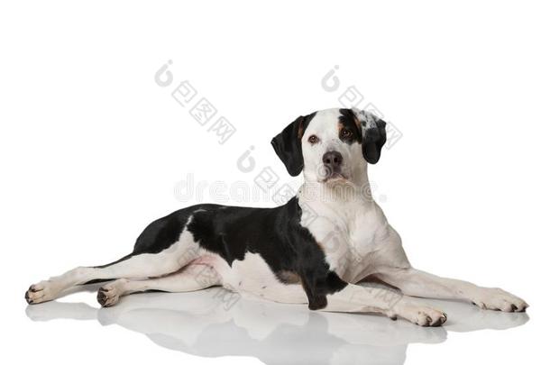 黑的和白色的混合的产狗