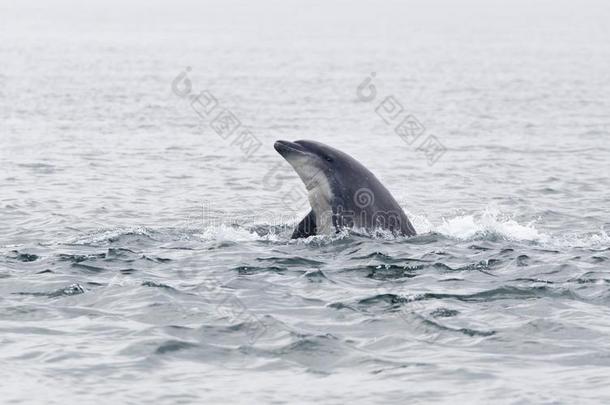 野生的宽吻海豚海豚