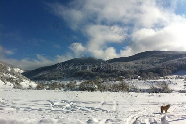冬雪风景采用马其顿的国家的公园