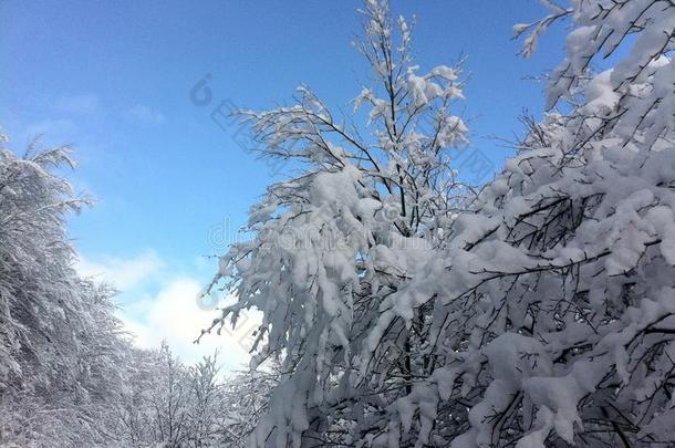 冬雪风景采用马其顿的国家的公园