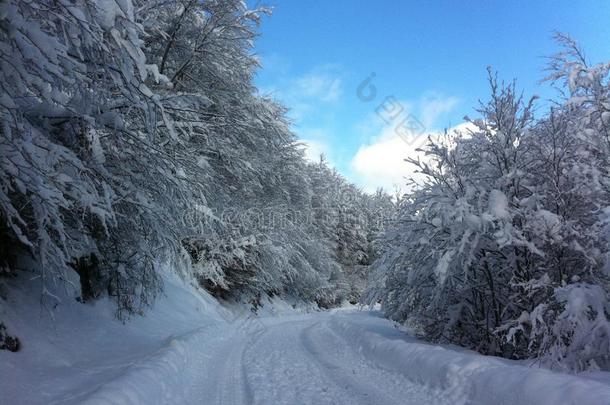 冬雪风景采用马其顿的国家的公园