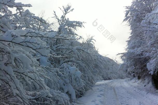 冬雪风景采用马其顿的国家的公园