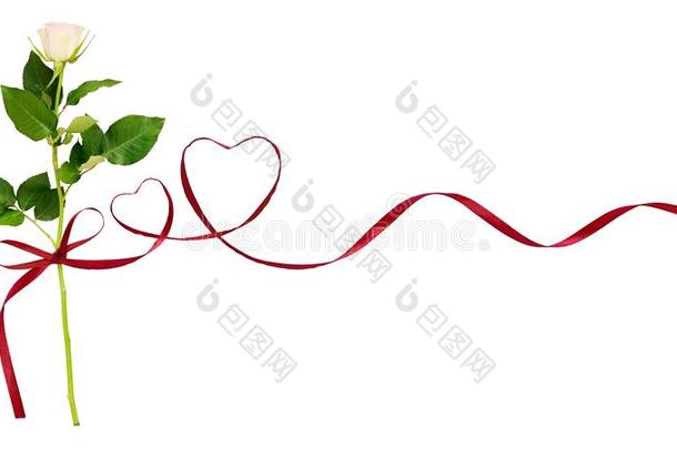 红色的丝带心和白色的玫瑰花为情人`英文字母表的第19个字母一天