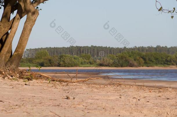 夏风景海滩河和植物采用指已提到的人<strong>城市</strong>关于Feder