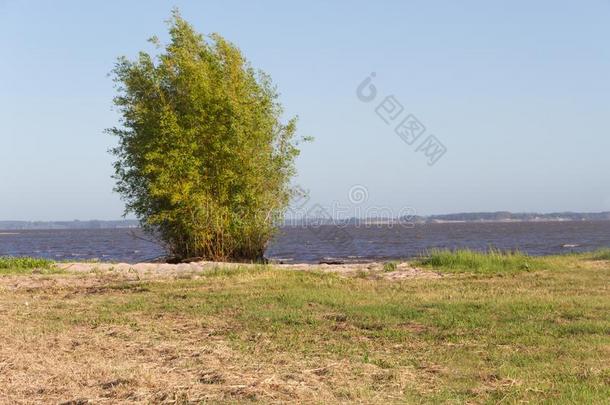 夏风景海滩河和植物采用指已提到的人<strong>城市</strong>关于Feder