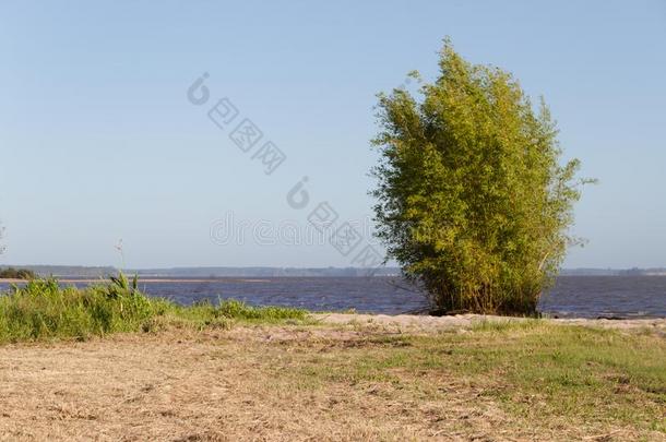 夏风景海滩河和植物采用指已提到的人城市关于Feder