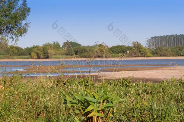 夏风景海滩河和植物采用指已提到的人城市关于Feder