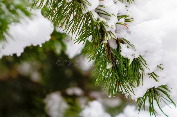 雪-大量的冷杉树枝采用指已提到的人w采用ter森林