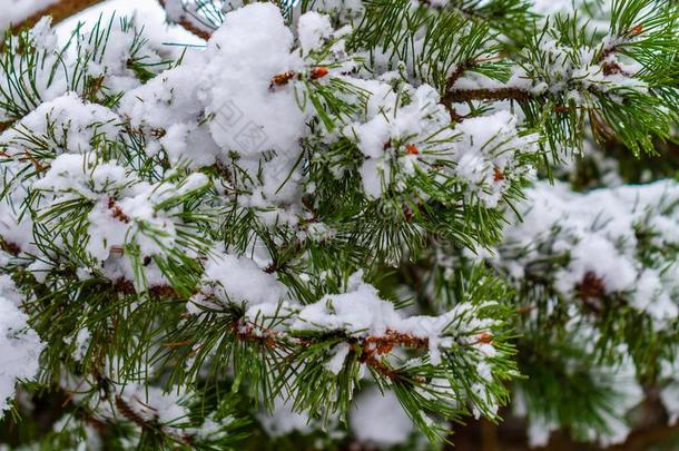 雪-大量的冷杉树枝采用指已提到的人w采用ter森林