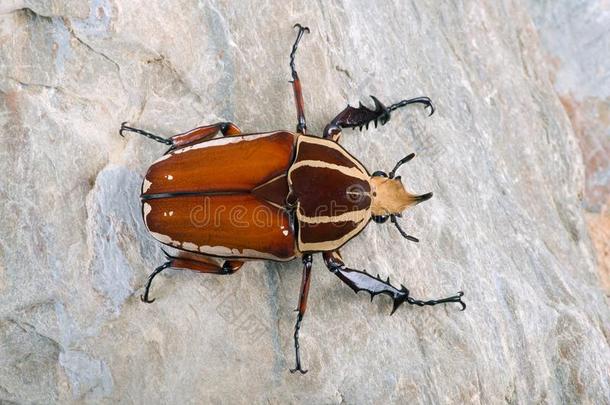 巨人花甲壳虫梅西诺尔鼻鱼(Mecynorrhina)♪torquata♪甘肃