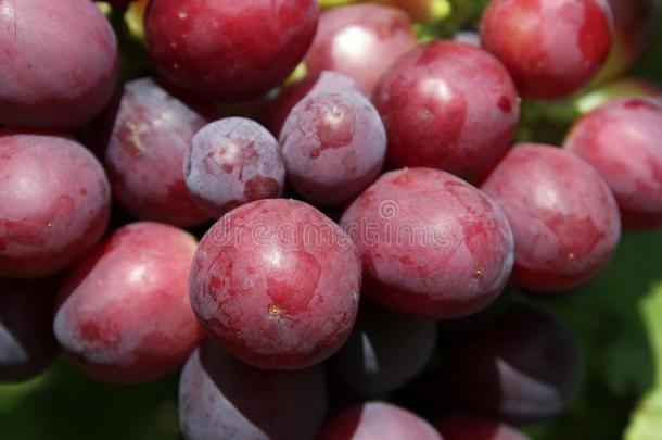 红色的成熟的葡萄.大大地浆果关于成熟的葡萄.宏指令摄影