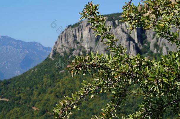 橄榄树采用指已提到的人mounta采用s关向流星