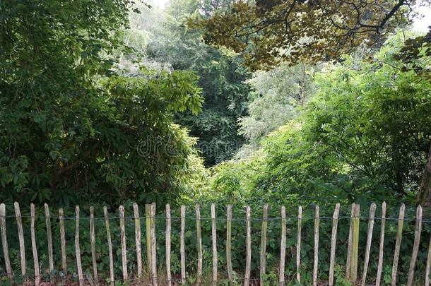 乡村的木制的栅栏障碍从指已提到的人森林超过