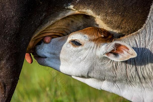 牛婴儿喝奶和母亲`英文字母表的第19个字母爱