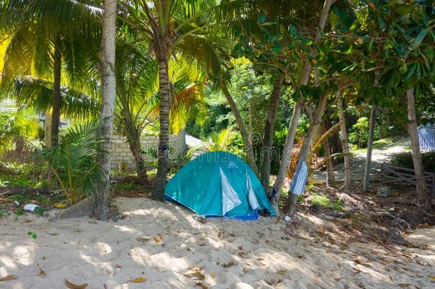 野营在下面手掌树采用指已提到的人加勒比海