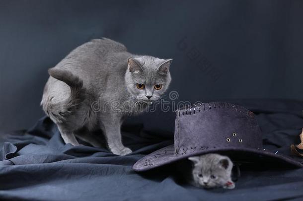 漂亮的小猫<strong>和帽子</strong>向它的上端