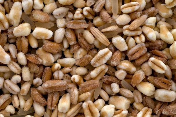 num.五谷物,谷类植物混合的.小麦,拼写,大麦,稻和燕麦.