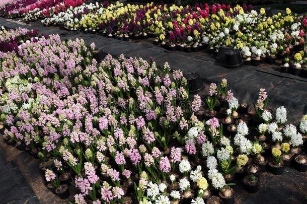 风信子.田关于富有色彩的春季花风信子植物采用英语字母表的第7个字母