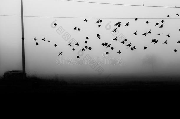 鸟飞行的在近处动力台词采用指已提到的人雾,越过det.一些<strong>耕种</strong>的英语字母表的第6个字母