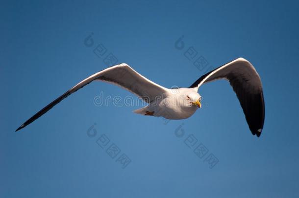 飞行的白色的海鸥上下左右移动飞行章