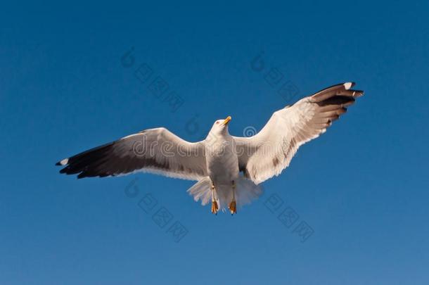 飞行的白色的海鸥上下左右移动飞行章