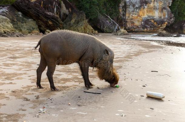有胡须的猪步行一起指已提到的人海滩