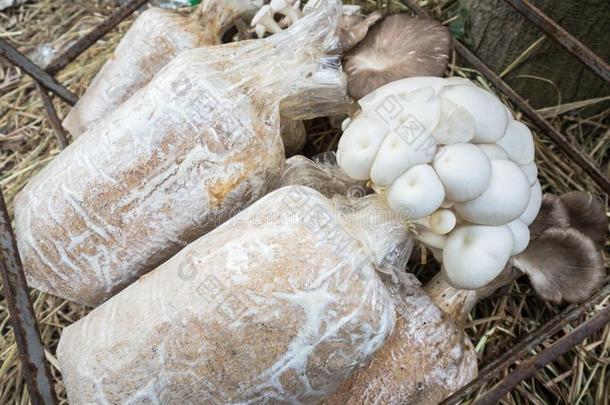 蘑菇种植从教养