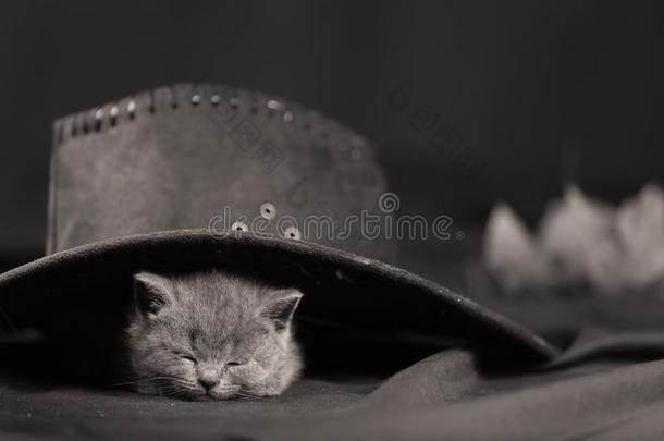 漂亮的小猫和帽子向它的上端