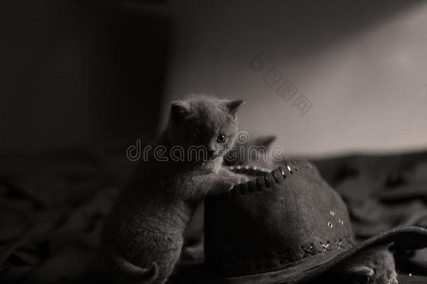 漂亮的小猫和黑的帽子