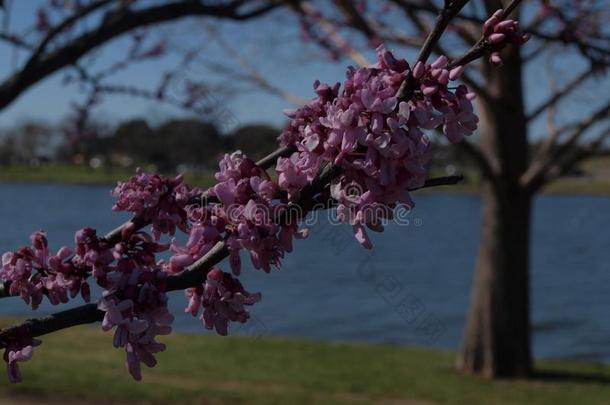 紫荆花在湖岸`英文字母表的第19个字母面