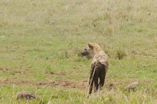 特写镜头关于有斑点的鬣狗