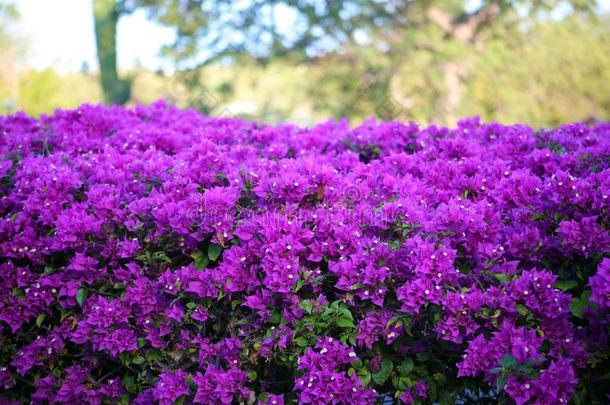 紫色的花紫罗兰升华产物紫癜紫罗兰as50百万像素pictorial图示的