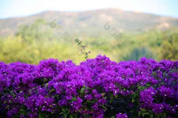 紫色的花紫罗兰升华产物紫癜紫罗兰as50百万像素pictorial图示的