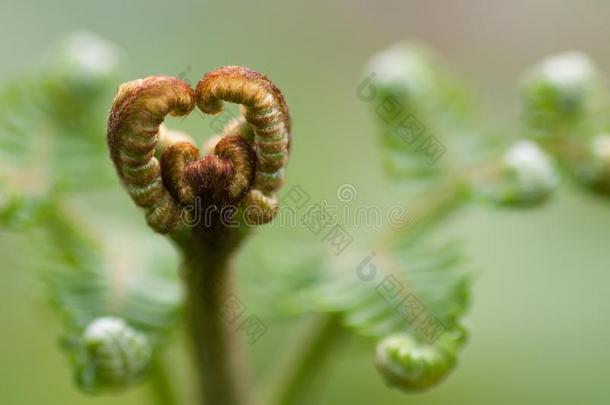 一心-合适的蕨类或棕榈类植物的叶子关于蕨属海葵,普通的欧洲蕨敞开的