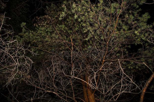 松树树树枝向夜黑暗的天