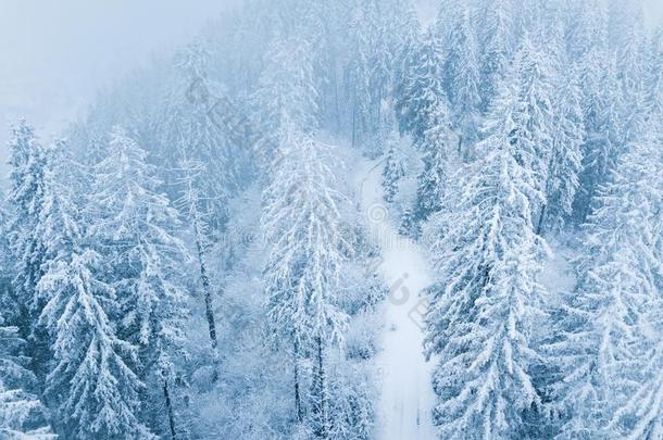 飞行越过暴风雪采用一下雪的mount一采用松类的森林,不省<strong>人事</strong>的