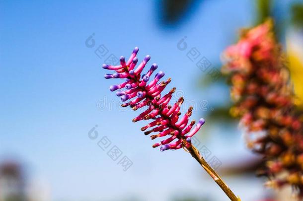 美丽的紫罗兰花.小的夏花